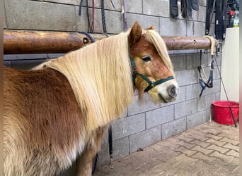 Shetland Ponys, Merrie, 5 Jaar, 100 cm, Vos