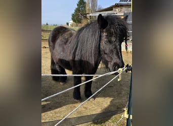 Shetland Ponys, Merrie, 5 Jaar, 100 cm, Zwart