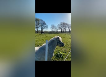 Shetland Ponys, Merrie, 5 Jaar, 110 cm, Appelschimmel