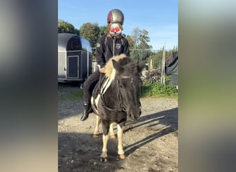 Shetland Ponys, Merrie, 5 Jaar, 110 cm, Gevlekt-paard