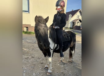 Shetland Ponys, Merrie, 5 Jaar, 110 cm, Gevlekt-paard