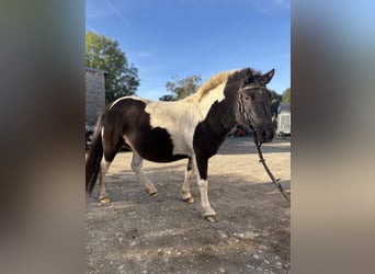 Shetland Ponys, Merrie, 5 Jaar, 110 cm, Gevlekt-paard