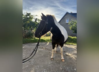 Shetland Ponys, Merrie, 5 Jaar, 110 cm, Gevlekt-paard