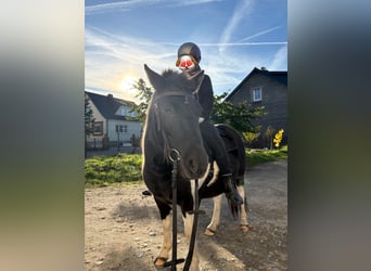 Shetland Ponys, Merrie, 5 Jaar, 110 cm, Gevlekt-paard