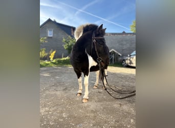 Shetland Ponys, Merrie, 5 Jaar, 110 cm, Gevlekt-paard