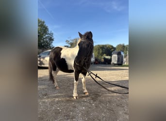Shetland Ponys, Merrie, 5 Jaar, 110 cm, Gevlekt-paard