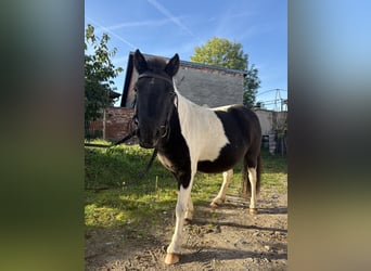 Shetland Ponys, Merrie, 5 Jaar, 110 cm, Gevlekt-paard