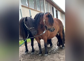 Shetland Ponys, Merrie, 5 Jaar, 85 cm, Brauner