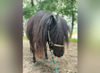 Shetland Ponys, Merrie, 5 Jaar, 85 cm, Zwart