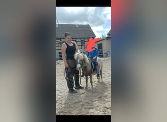 Shetland Ponys, Merrie, 5 Jaar, 91 cm, Roan-Bay