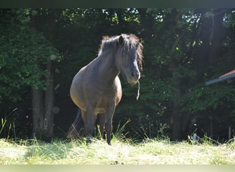 Shetland Ponys, Merrie, 5 Jaar, 98 cm, Zwart