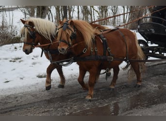 Shetland Ponys, Merrie, 6 Jaar, 100 cm, Vos