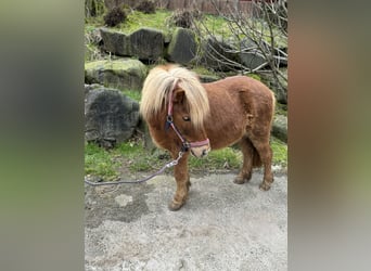 Shetland Ponys, Merrie, 6 Jaar, 106 cm, Vos