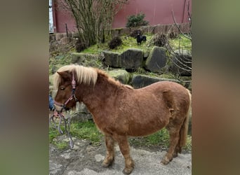 Shetland Ponys, Merrie, 6 Jaar, 106 cm, Vos