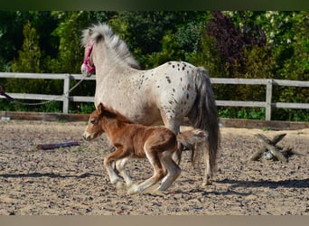 Shetland Ponys, Merrie, 6 Jaar, 110 cm, Appaloosa