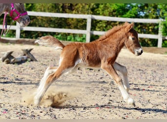 Shetland Ponys, Merrie, 6 Jaar, 110 cm, Appaloosa