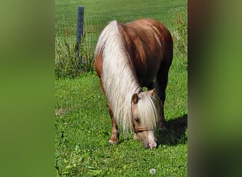 Shetland Ponys, Merrie, 6 Jaar, 115 cm, Palomino