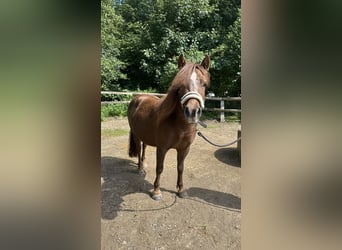 Shetland Ponys Mix, Merrie, 6 Jaar, 119 cm, Bruin