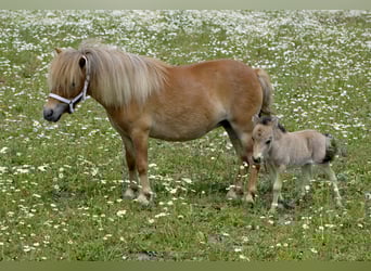 Shetland Ponys, Merrie, 6 Jaar, 85 cm, Vos