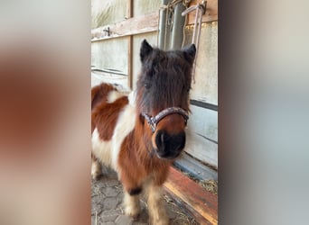 Shetland Ponys, Merrie, 6 Jaar, 87 cm, Gevlekt-paard