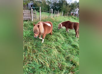 Shetland Ponys, Merrie, 6 Jaar
