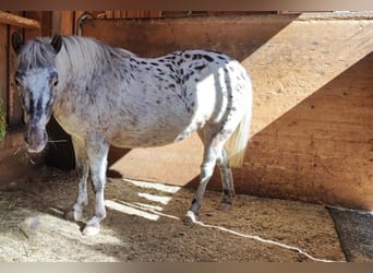 Shetland Ponys, Merrie, 7 Jaar, 100 cm, Gevlekt-paard
