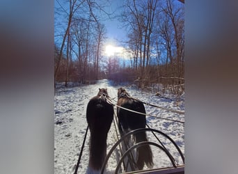 Shetland Ponys, Merrie, 7 Jaar, 102 cm, Zwart