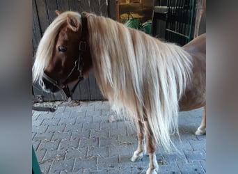 Shetland Ponys, Merrie, 7 Jaar, 105 cm, Vos