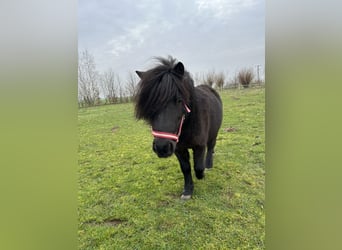 Shetland Ponys, Merrie, 7 Jaar, 105 cm, Zwart