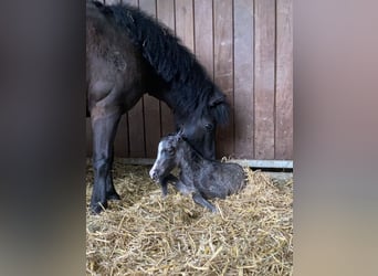 Shetland Ponys, Merrie, 7 Jaar, 105 cm, Zwart