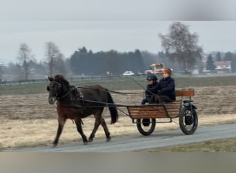 Shetland Ponys, Merrie, 7 Jaar, 117 cm, Donkerbruin