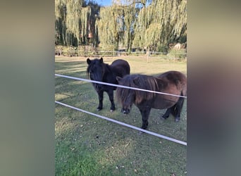 Shetland Ponys, Merrie, 7 Jaar, 91 cm, Bruin