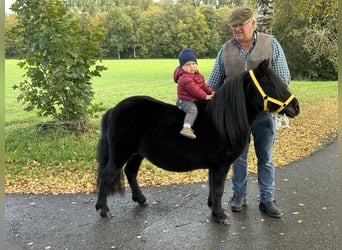 Shetland Ponys, Merrie, 8 Jaar, 105 cm, Zwart