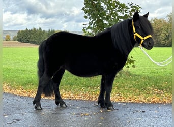 Shetland Ponys, Merrie, 8 Jaar, 105 cm, Zwart