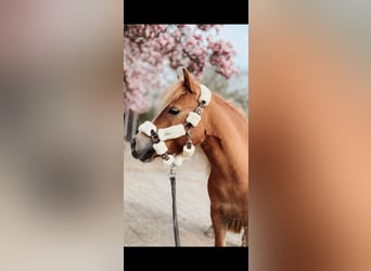 Shetland Ponys, Merrie, 8 Jaar, 111 cm, Palomino
