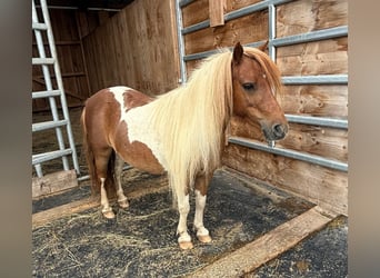 Shetland Ponys, Merrie, 8 Jaar, 93 cm, Gevlekt-paard