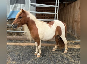 Shetland Ponys, Merrie, 8 Jaar, 93 cm, Gevlekt-paard
