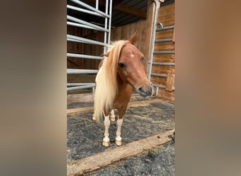 Shetland Ponys, Merrie, 8 Jaar, 93 cm, Gevlekt-paard