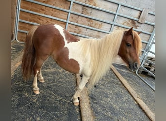 Shetland Ponys, Merrie, 8 Jaar, 93 cm, Gevlekt-paard