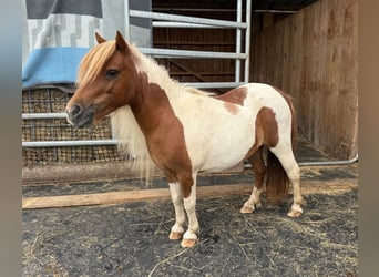 Shetland Ponys, Merrie, 8 Jaar, 93 cm, Gevlekt-paard