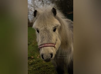 Shetland Ponys, Merrie, 8 Jaar