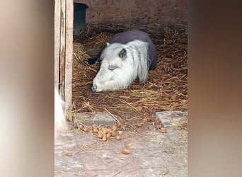 Shetland Ponys, Merrie, 8 Jaar