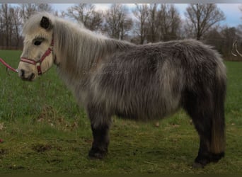 Shetland Ponys, Merrie, 8 Jaar