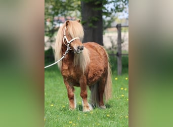 Shetland Ponys, Merrie, 8 Jaar, Vos
