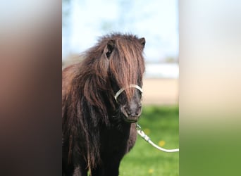 Shetland Ponys, Merrie, 8 Jaar, Vos