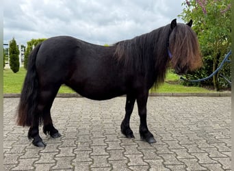 Shetland Ponys, Merrie, 8 Jaar, Zwart