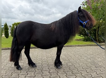 Shetland Ponys, Merrie, 8 Jaar, Zwart