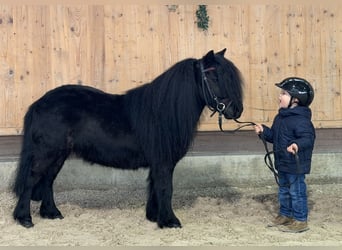 Shetland Ponys, Merrie, 9 Jaar, 100 cm, Zwart