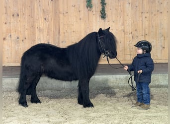 Shetland Ponys, Merrie, 9 Jaar, 100 cm, Zwart