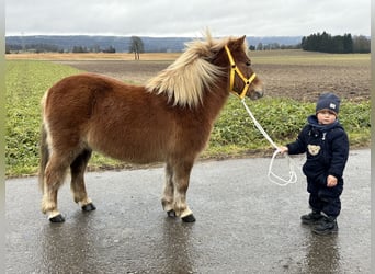 Shetland Ponys, Merrie, 9 Jaar, 108 cm, Vos